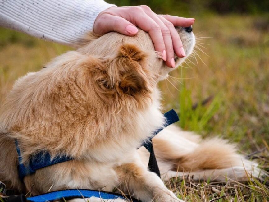 Jak dopasować ubranko do określonej aktywności psa