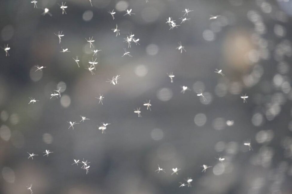 Ogród bez uciążliwych owadów