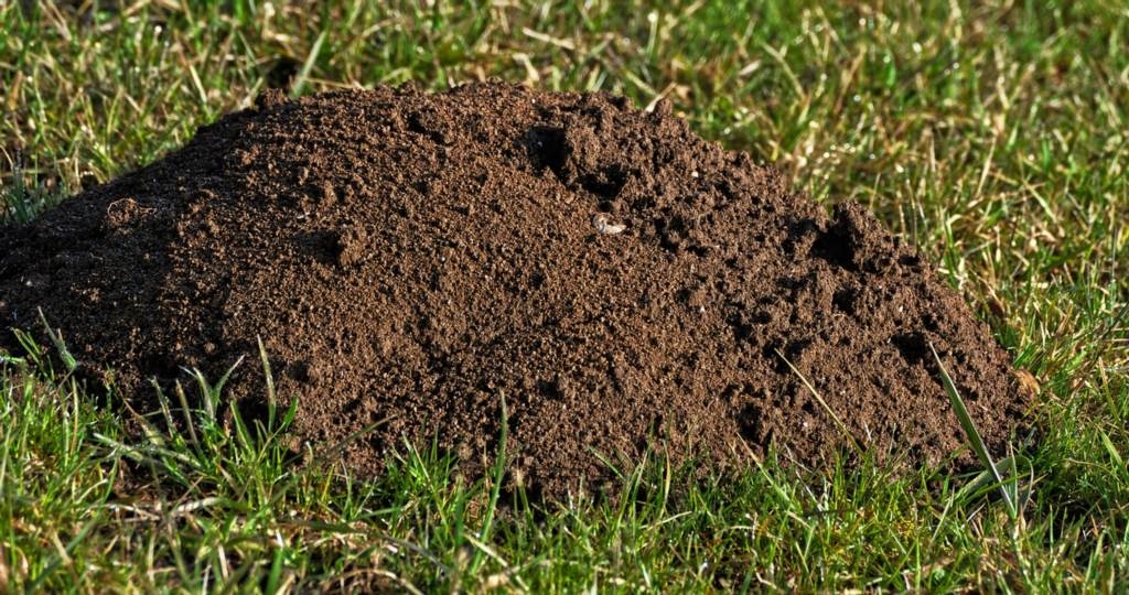 Sposoby na ochronę roślin przed kretami