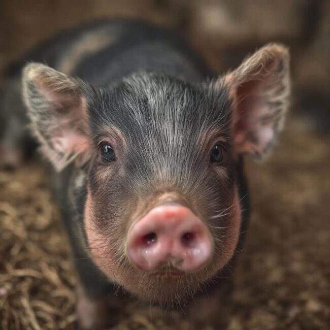 Cena ćwiartki wieprzowiny na rynku